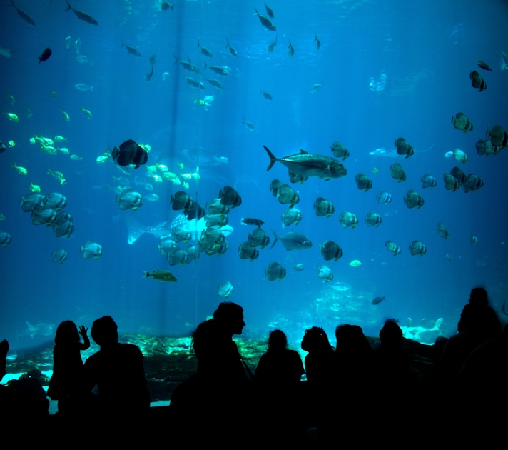 National Aquarium Abu Dhabi tours and tickets musement