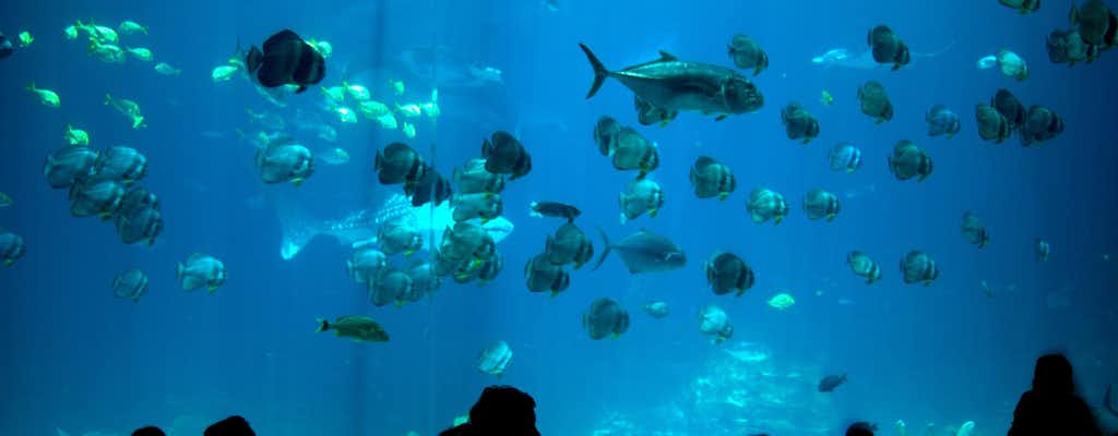 National Aquarium Abu Dhabi: biglietti e visite guidate