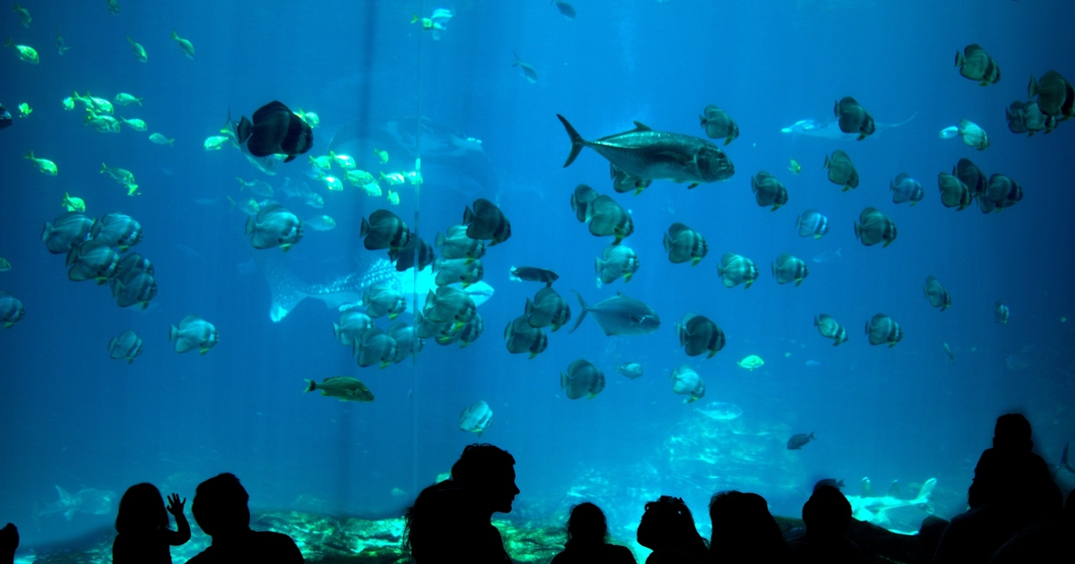 National Aquarium Abu Dhabi tours and tickets  musement