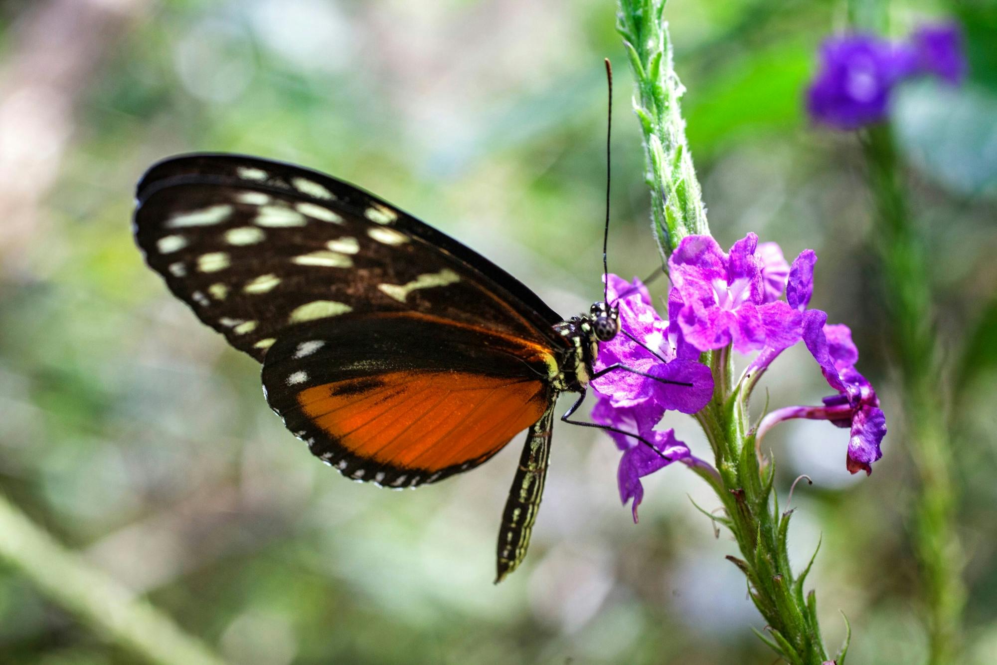 Selvatura Park Zipline & Butterfly Garden Tour