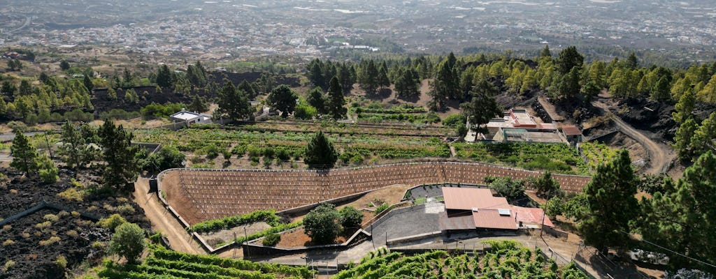 Ecological vineyard guided tour with wine tasting