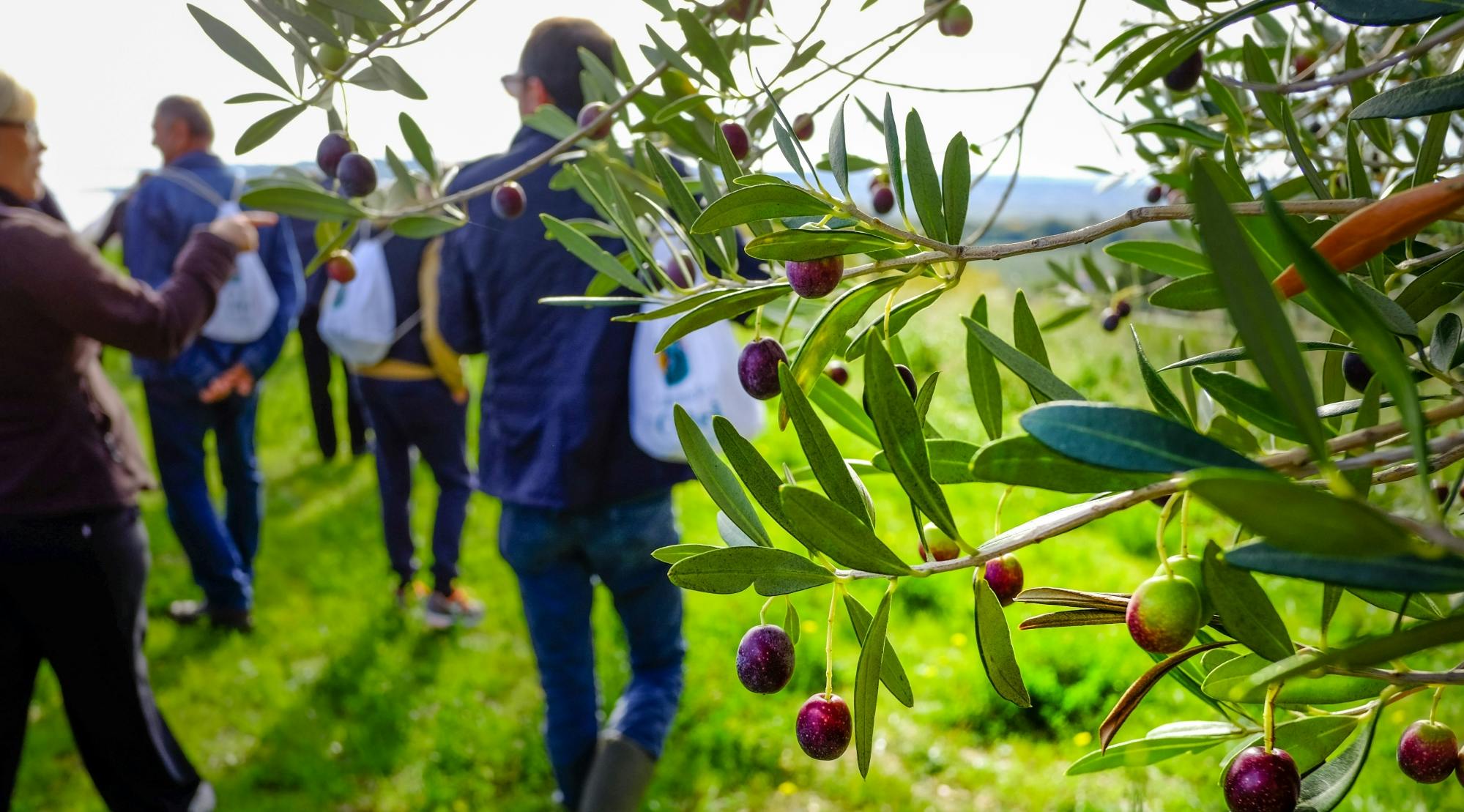 Wycieczka po sycylijskiej oliwie z oliwek w Pantalica z degustacją