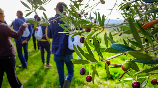 Sicilian olive oil tour in Pantalica with tasting