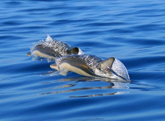Expérience des dauphins et de plongée libre à São Miguel