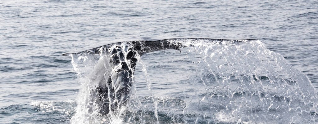 São Miguel walvis- en dolfijnsafari met een catamaran