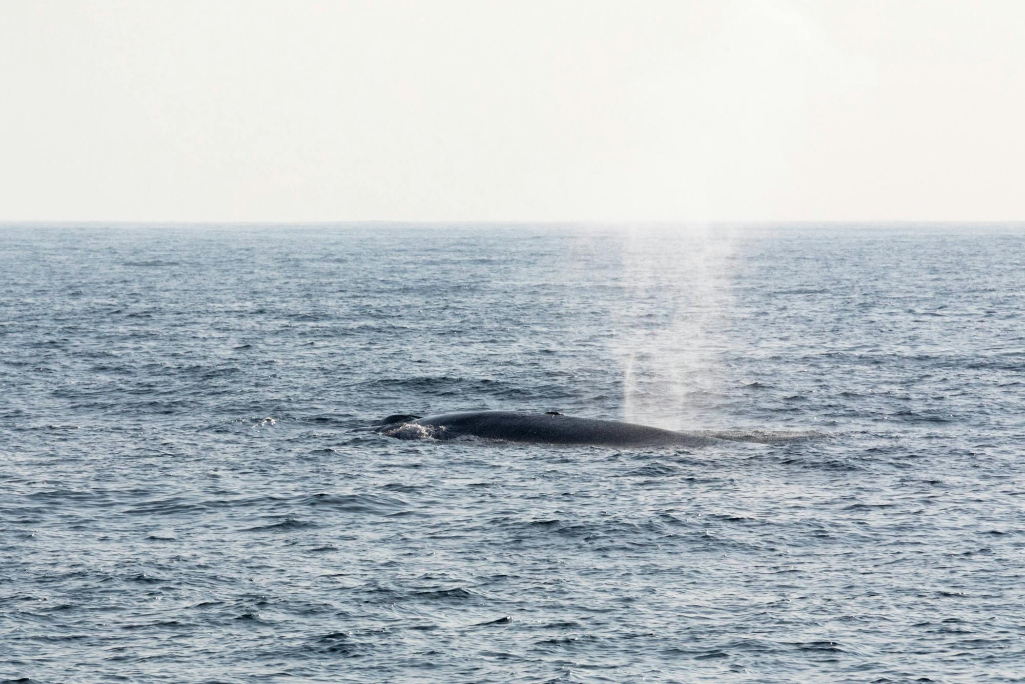 São Miguel Whale & Dolphin Watching Catamaran Tour