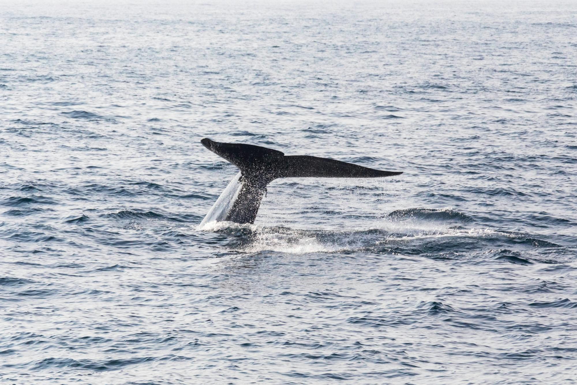 São Miguel Whale & Dolphin Watching Catamaran Tour