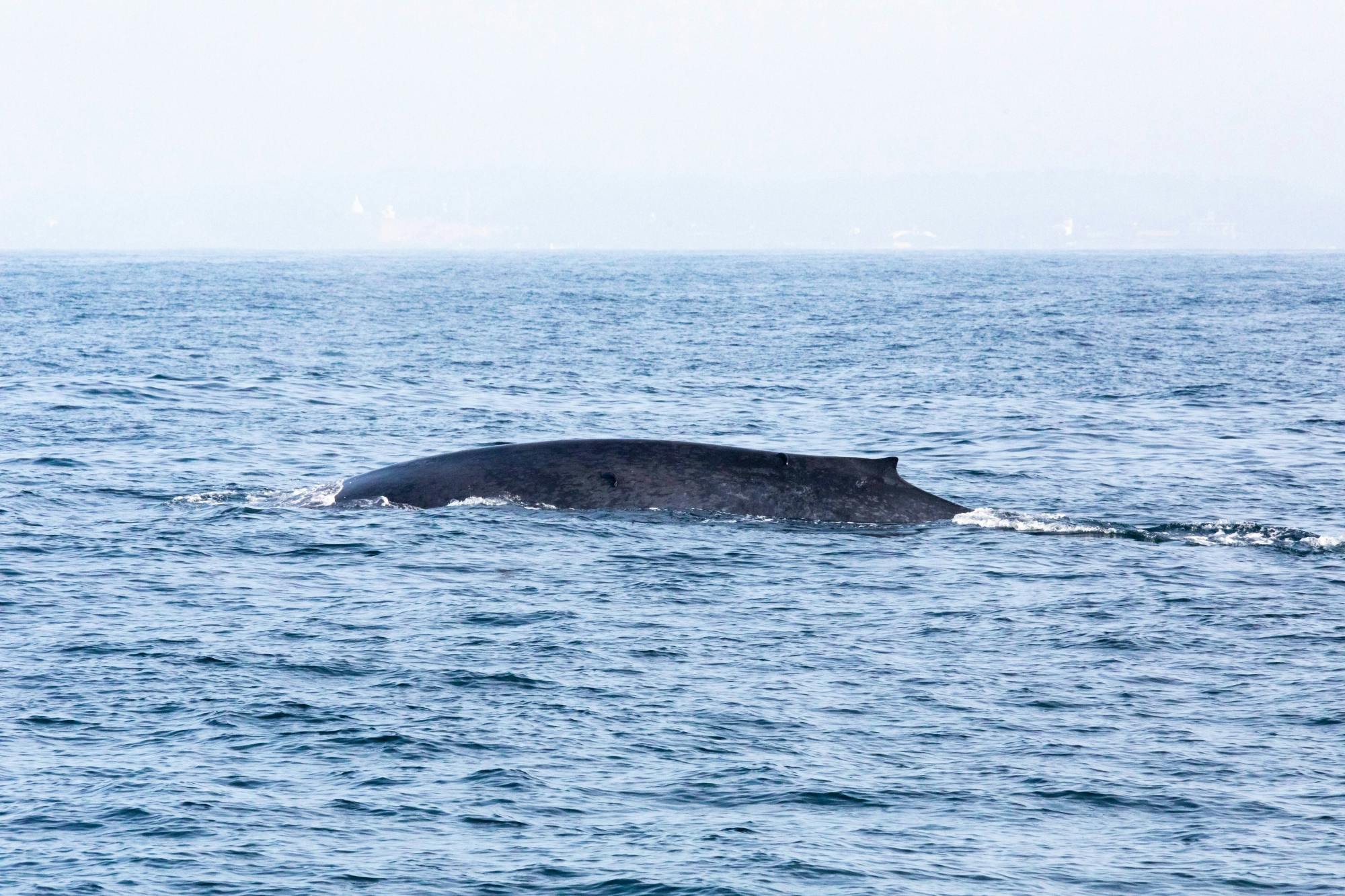 São Miguel Whale & Dolphin Watching Catamaran Tour