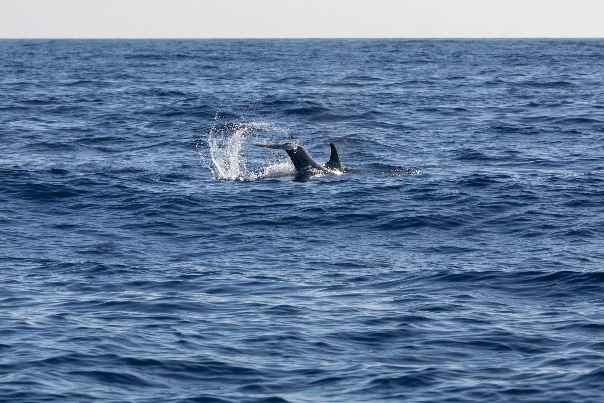 São Miguel Whale & Dolphin Watching Catamaran Tour