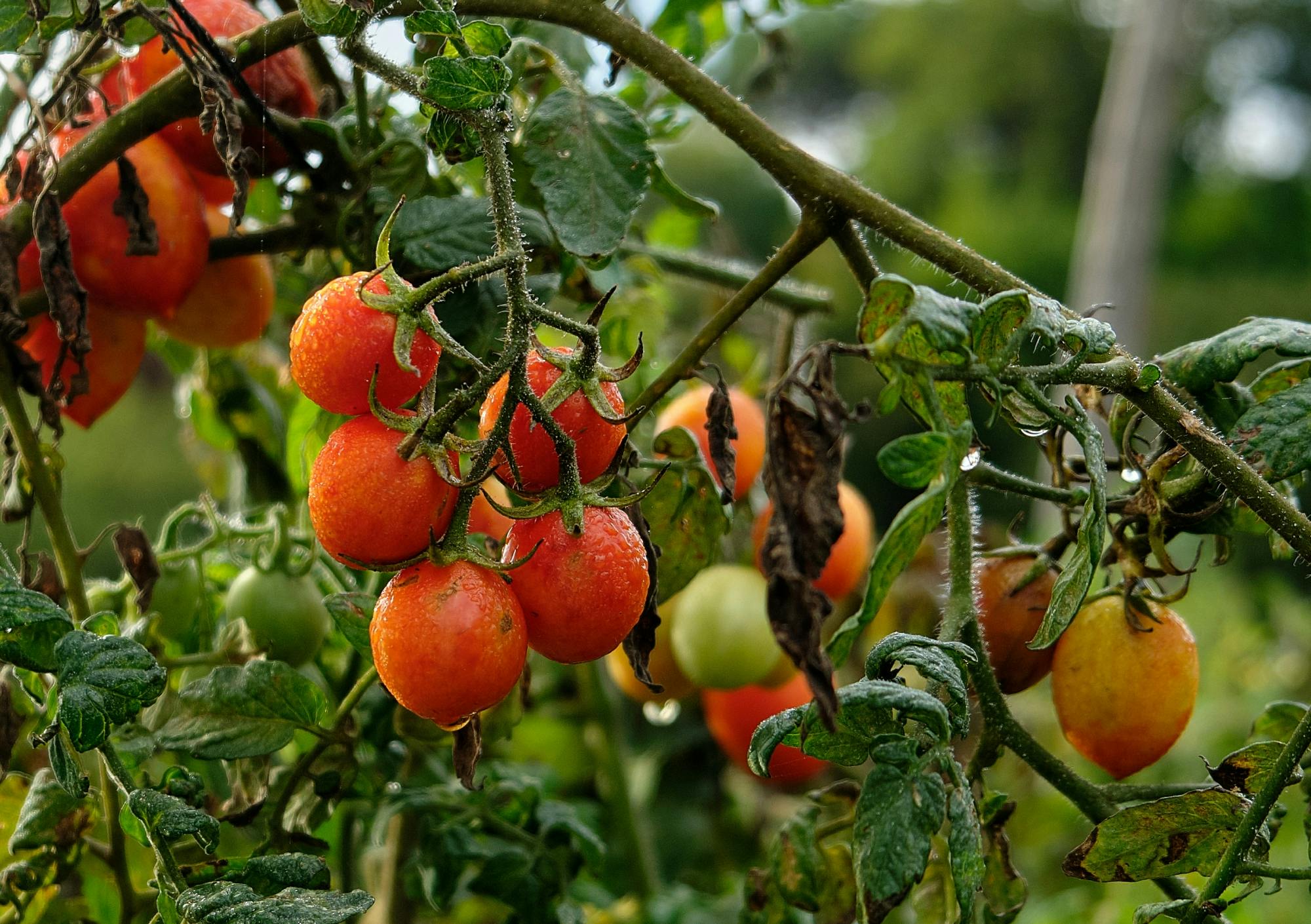 Expérience tomate Re Fiascone
