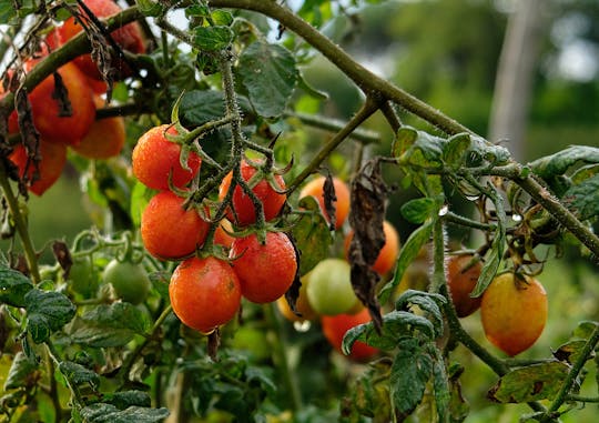 Experiência de tomate Re Fiascone