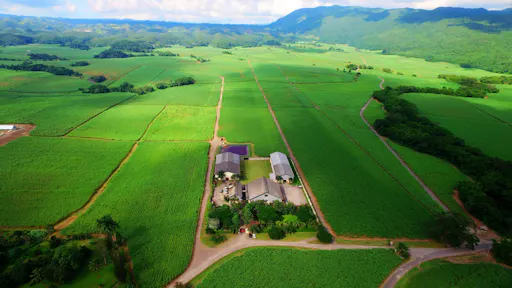 Worthy Park Estate Rum Tour