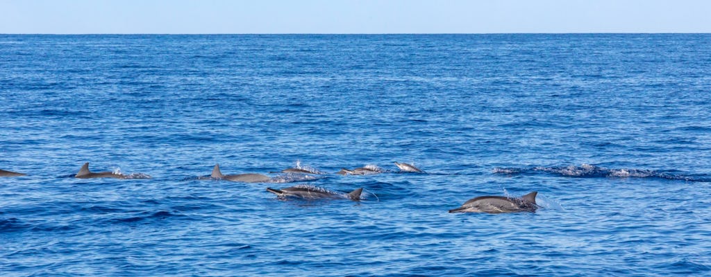 Blue Bird dolphin and whale-watching cruise