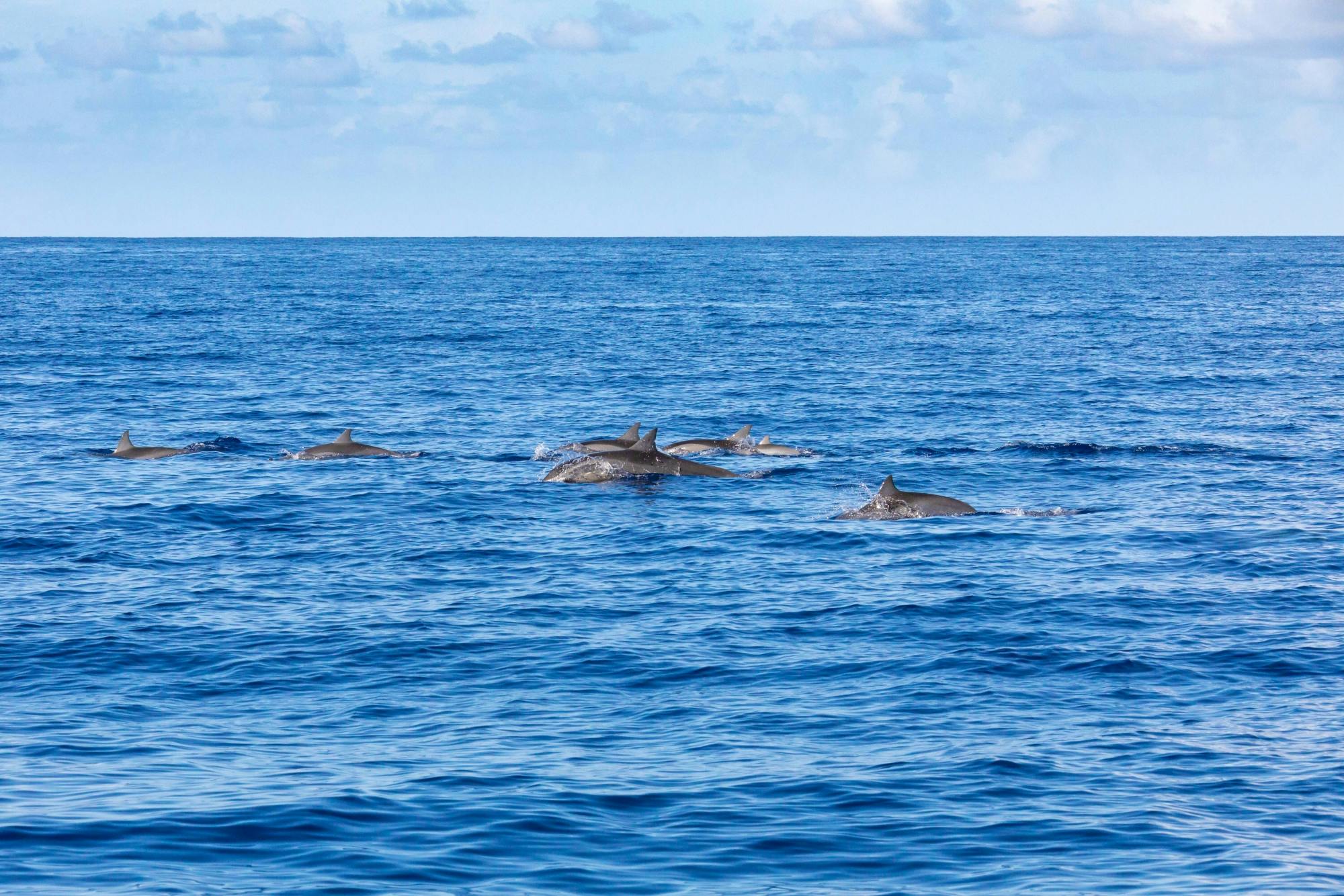 Blue Bird Dolphin and Whale Watching