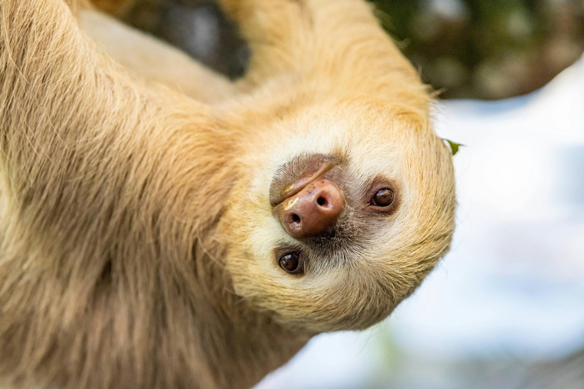 Cahuita National Park Snorkelling and Hike with Sloth Sanctuary