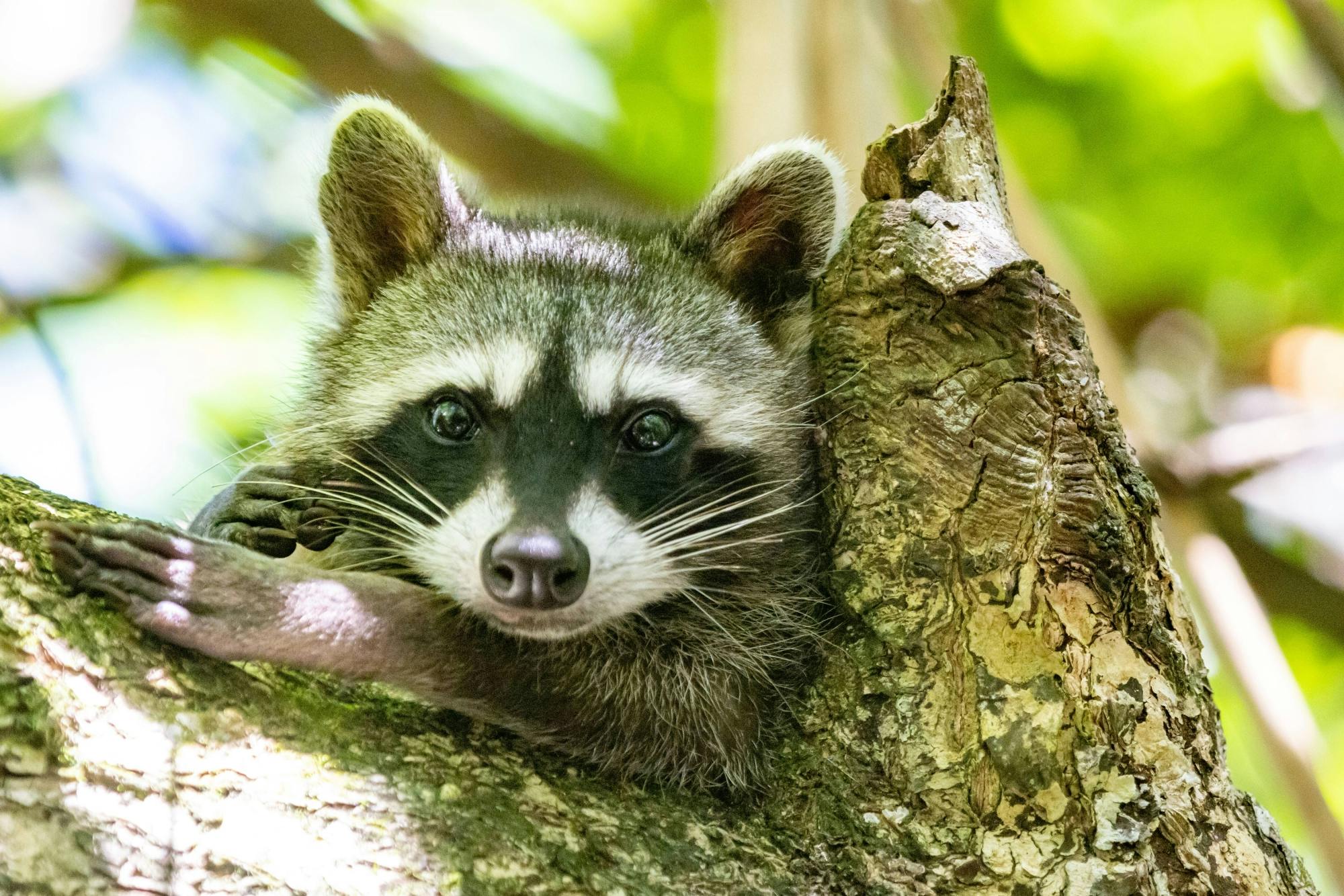 Cahuita National Park Snorkelling and Hike with Sloth Sanctuary