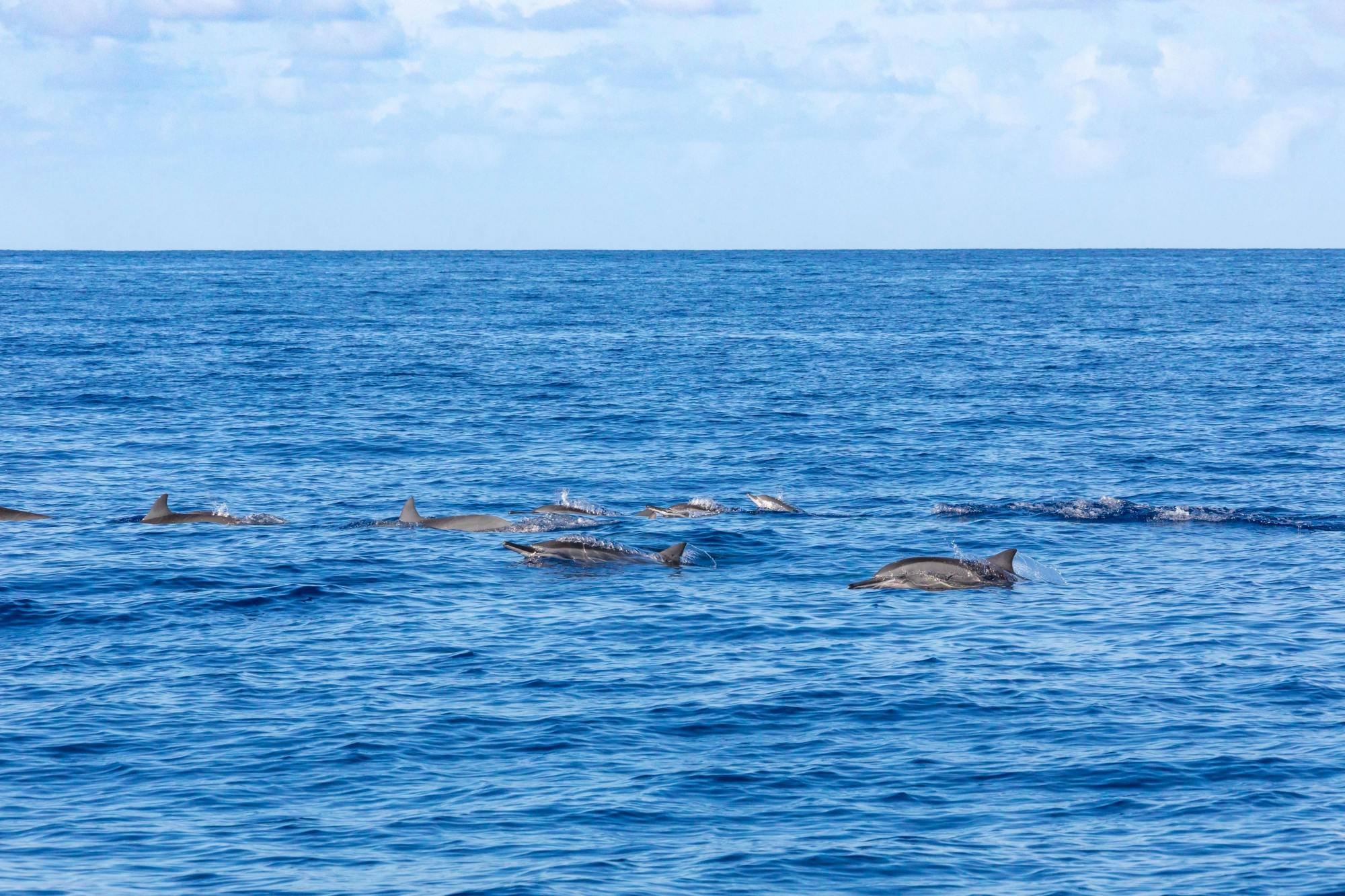 Sejltur på Blue Bird med delfin- og hvalkigning