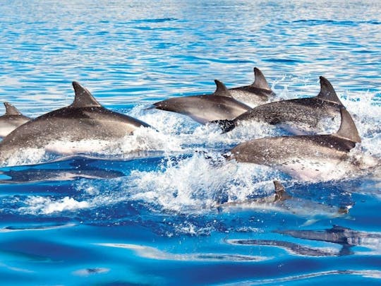 Baignade avec les dauphins et plongée en apnée avec Delphinus
