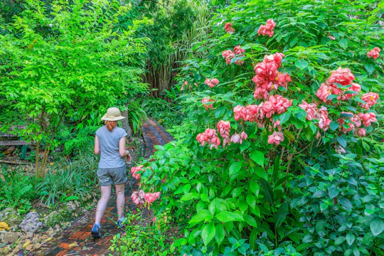 Foresta fiorita di Barbados, Grotta di Harrison e Tour della ceramica di Earthworks