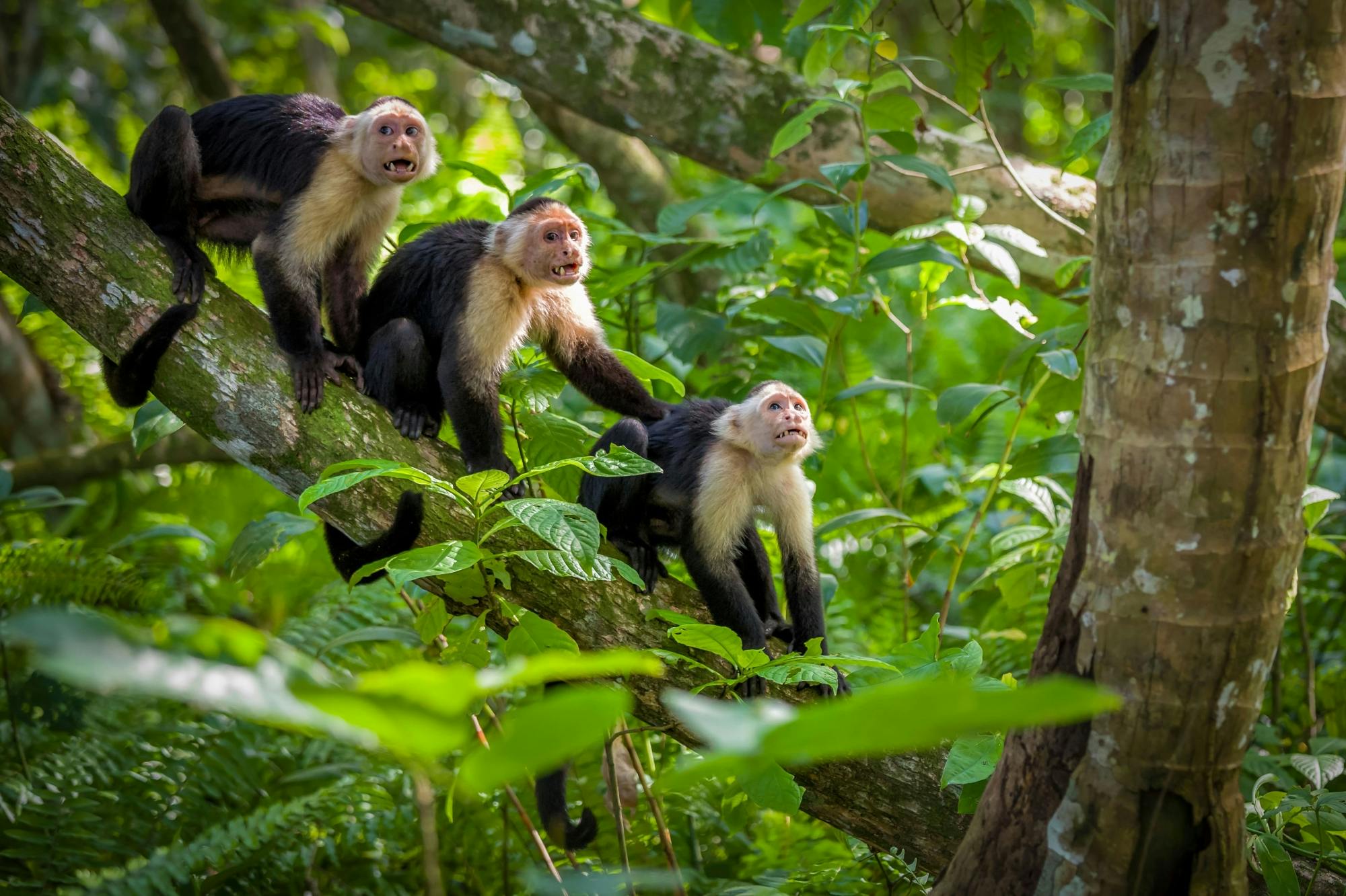 Cahuita National Park Snorkelling and Hike with Sloth Sanctuary