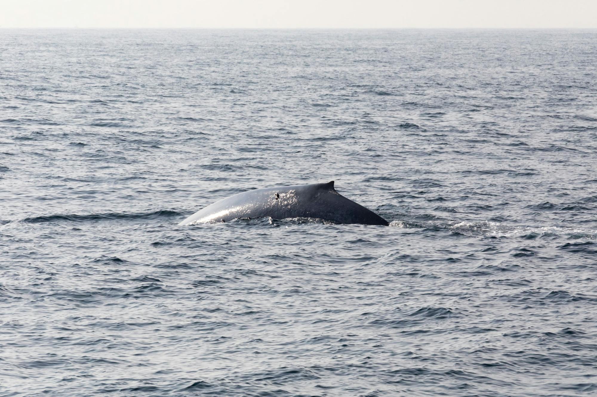 São Miguel Whale & Dolphin Watching Speedboat Tour