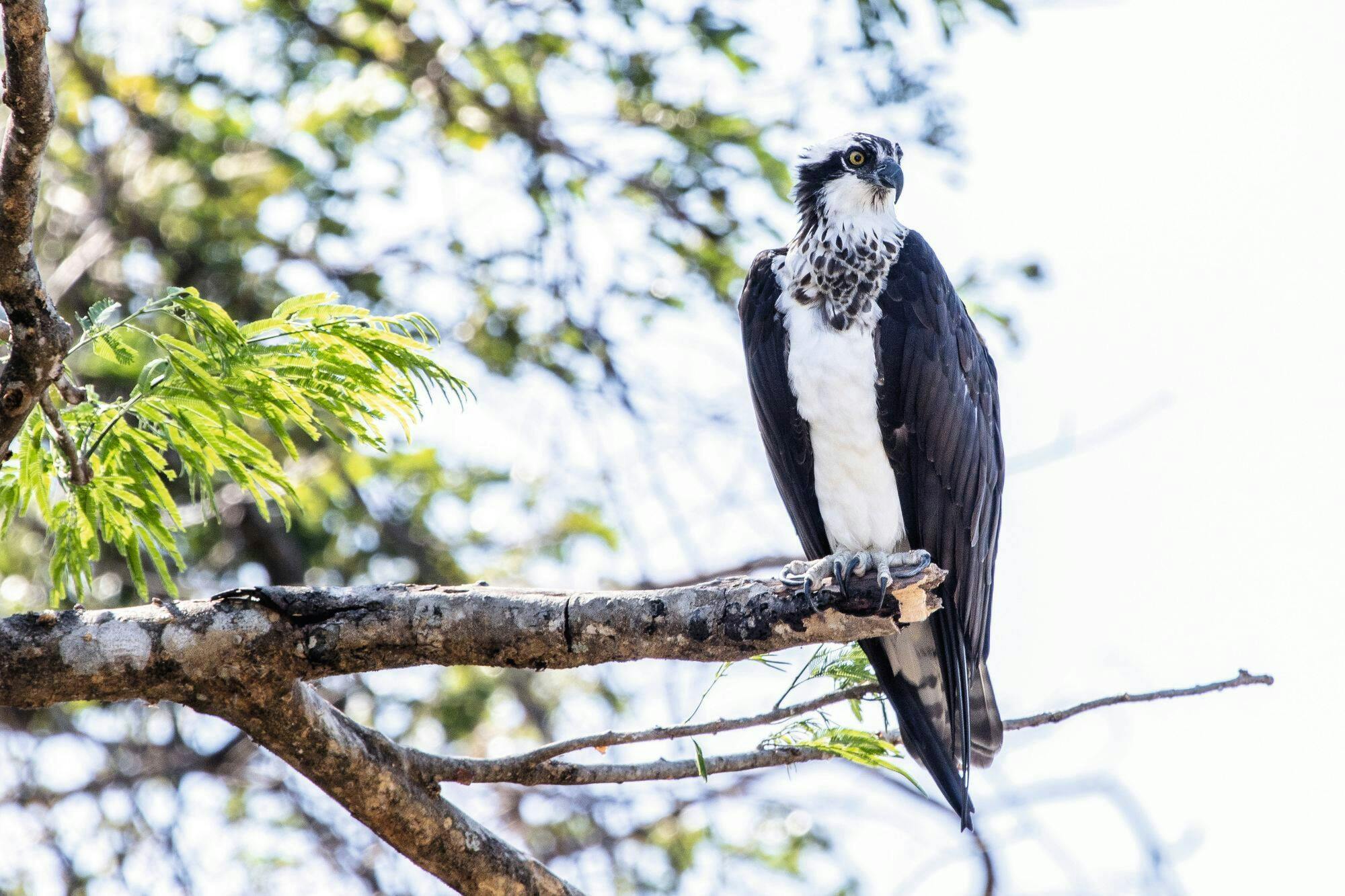 Punta Uva Kayaking, Hike and Jaguar Rescue Center