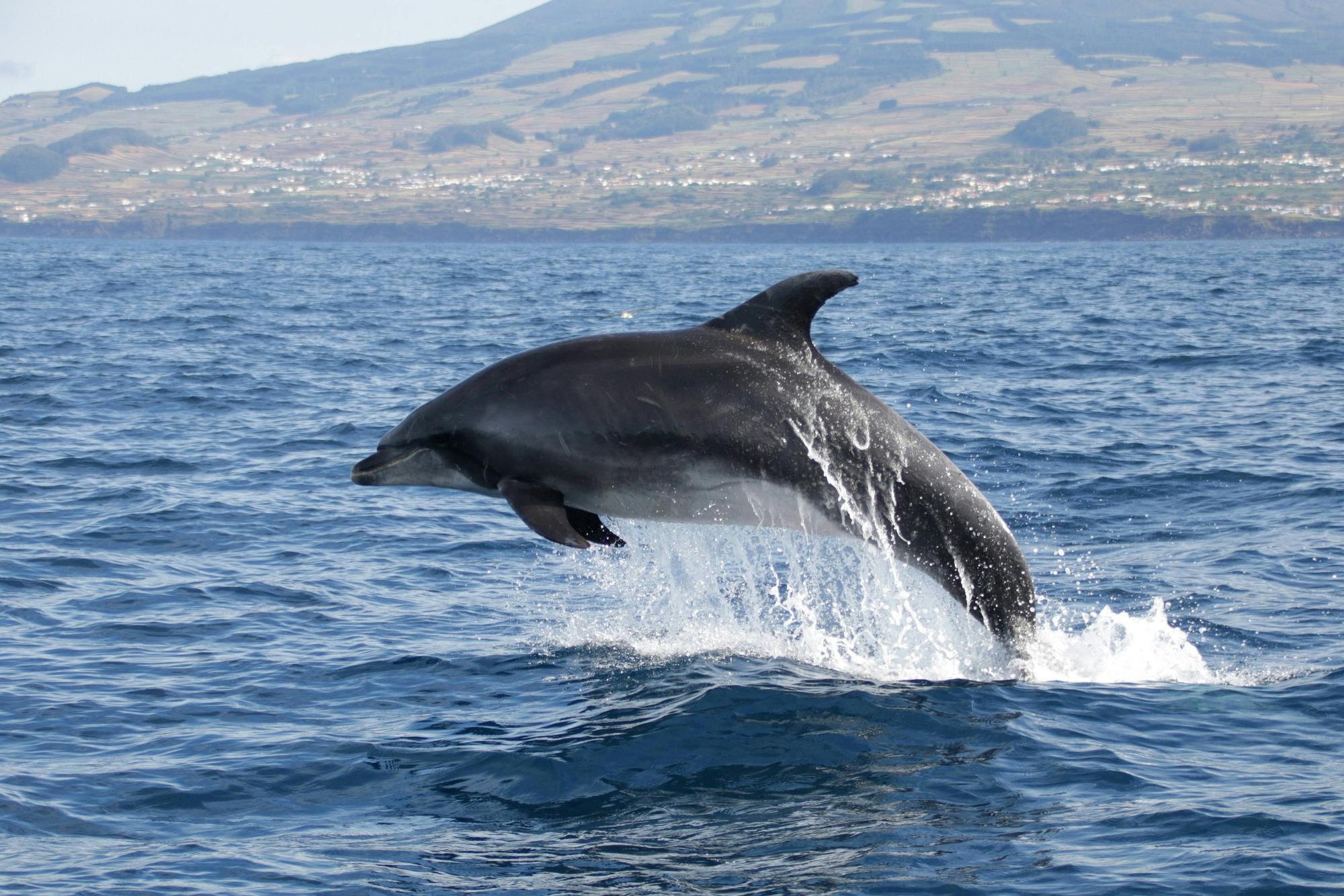 Nuotare con i delfini - Solo biglietto