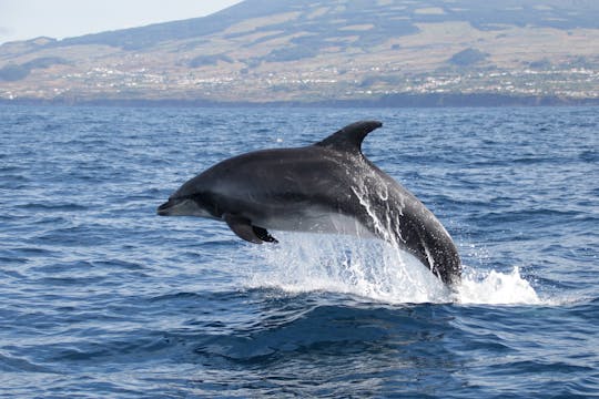 Nadar con delfines - Solo entrada