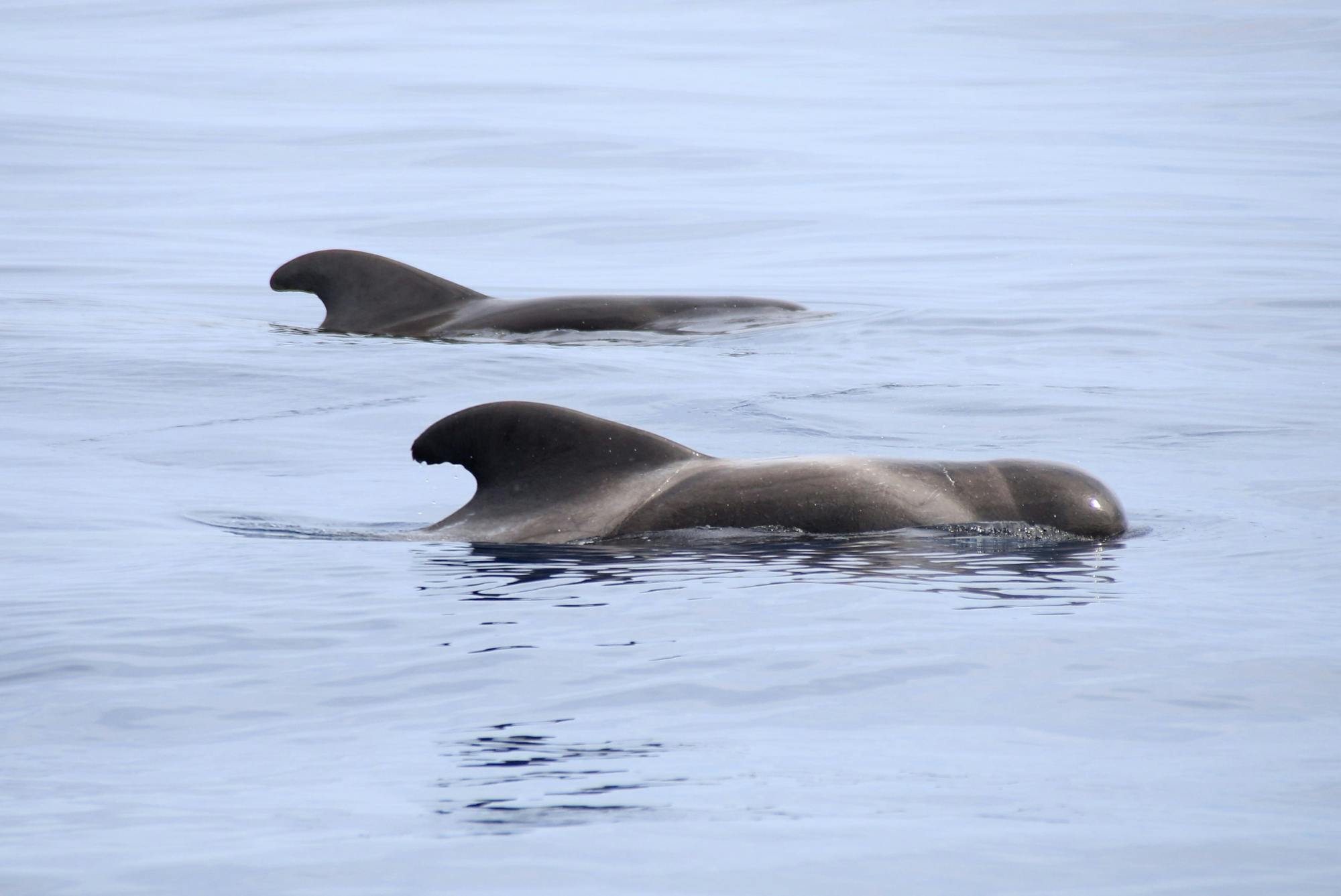 Swimming with Dolphins - Ticket Only