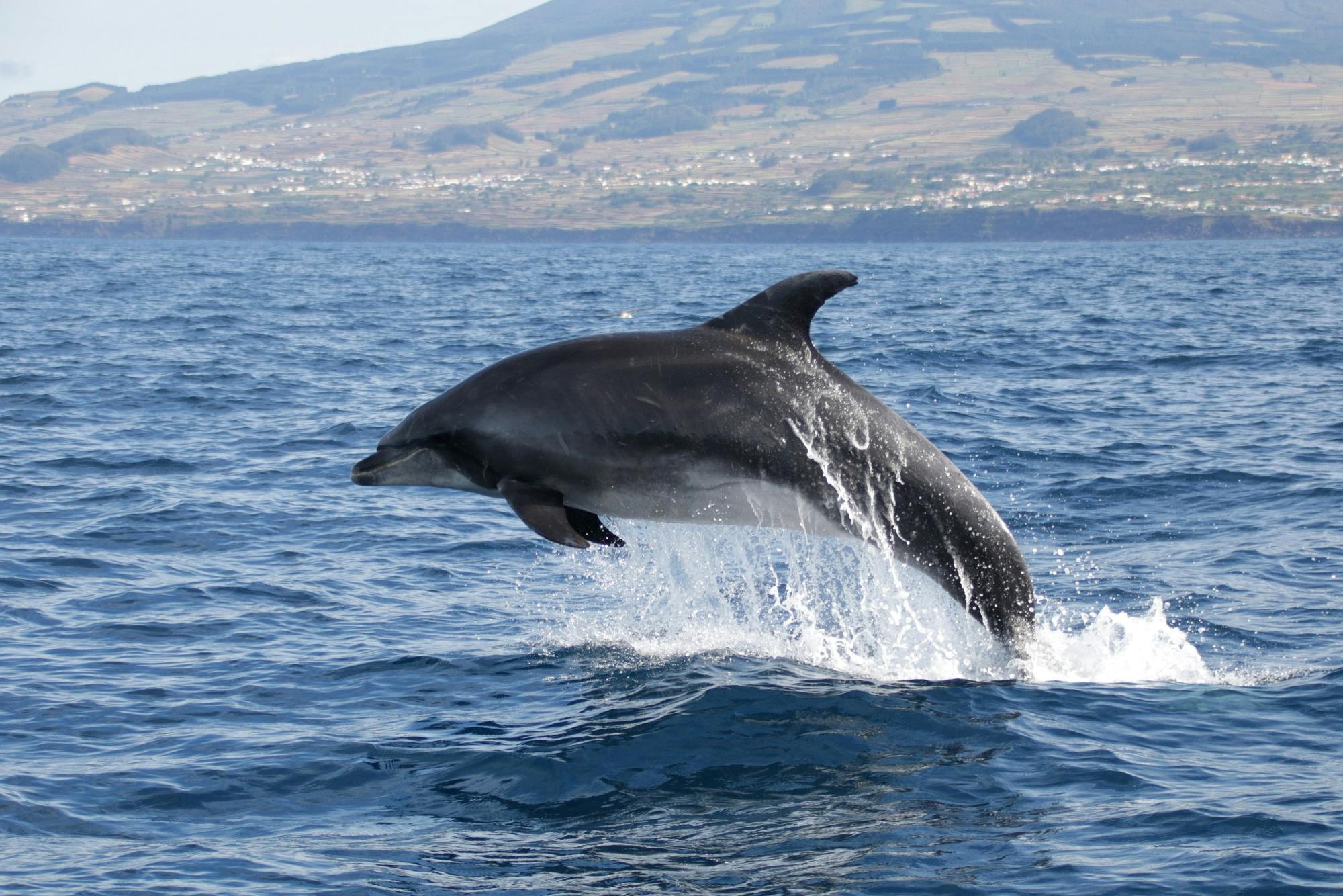 Nager avec les dauphins - Billet uniquement