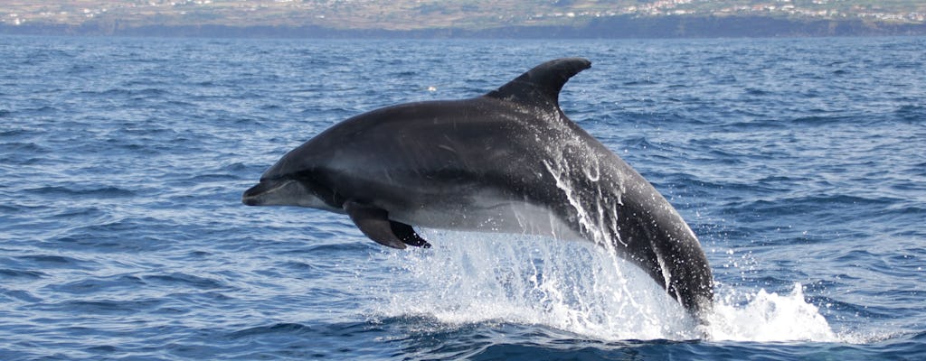 Nager avec les dauphins - Billet uniquement