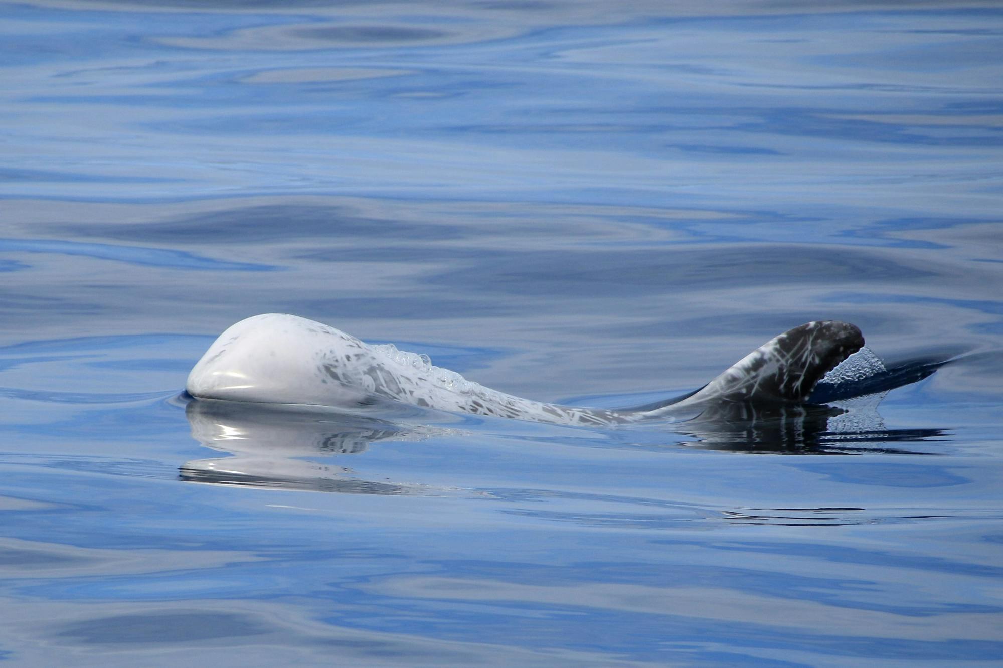 Swimming with Dolphins - Ticket Only