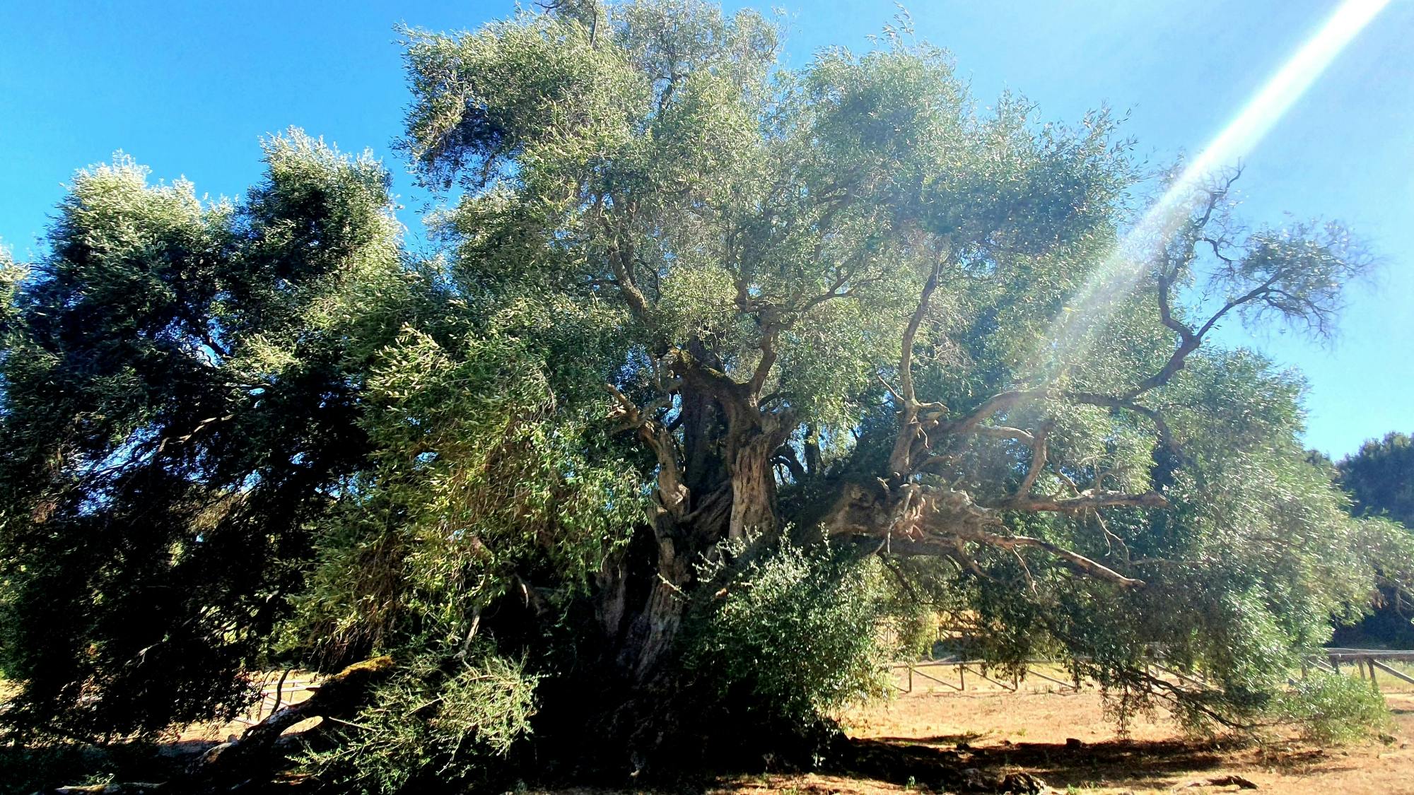 Discover Wonderful Gallura with Lunch