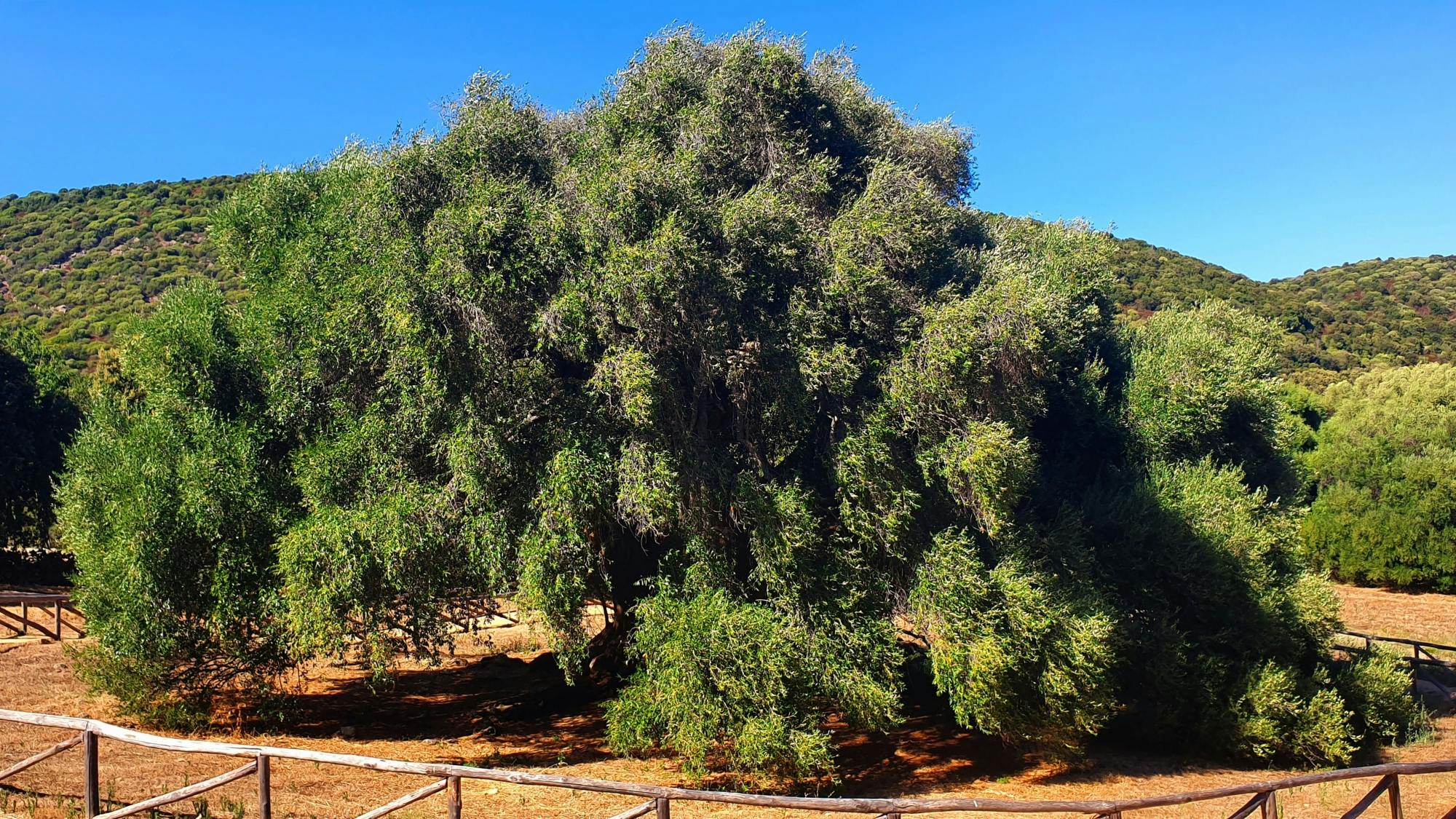 Discover Wonderful Gallura with Lunch