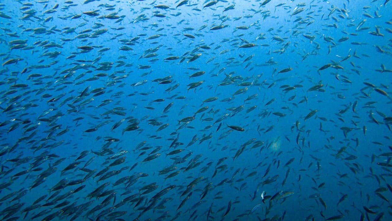 Atlantis Diving Snorkelling Tour
