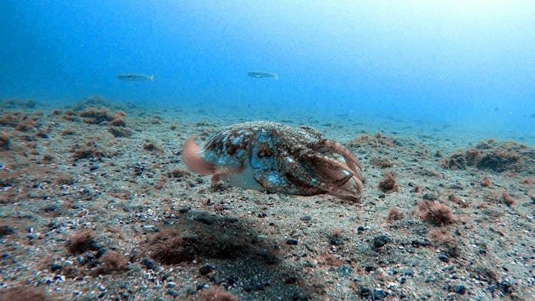 Atlantis Diving Snorkelling Tour