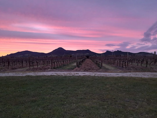 Alghero wine and food experience in a winery