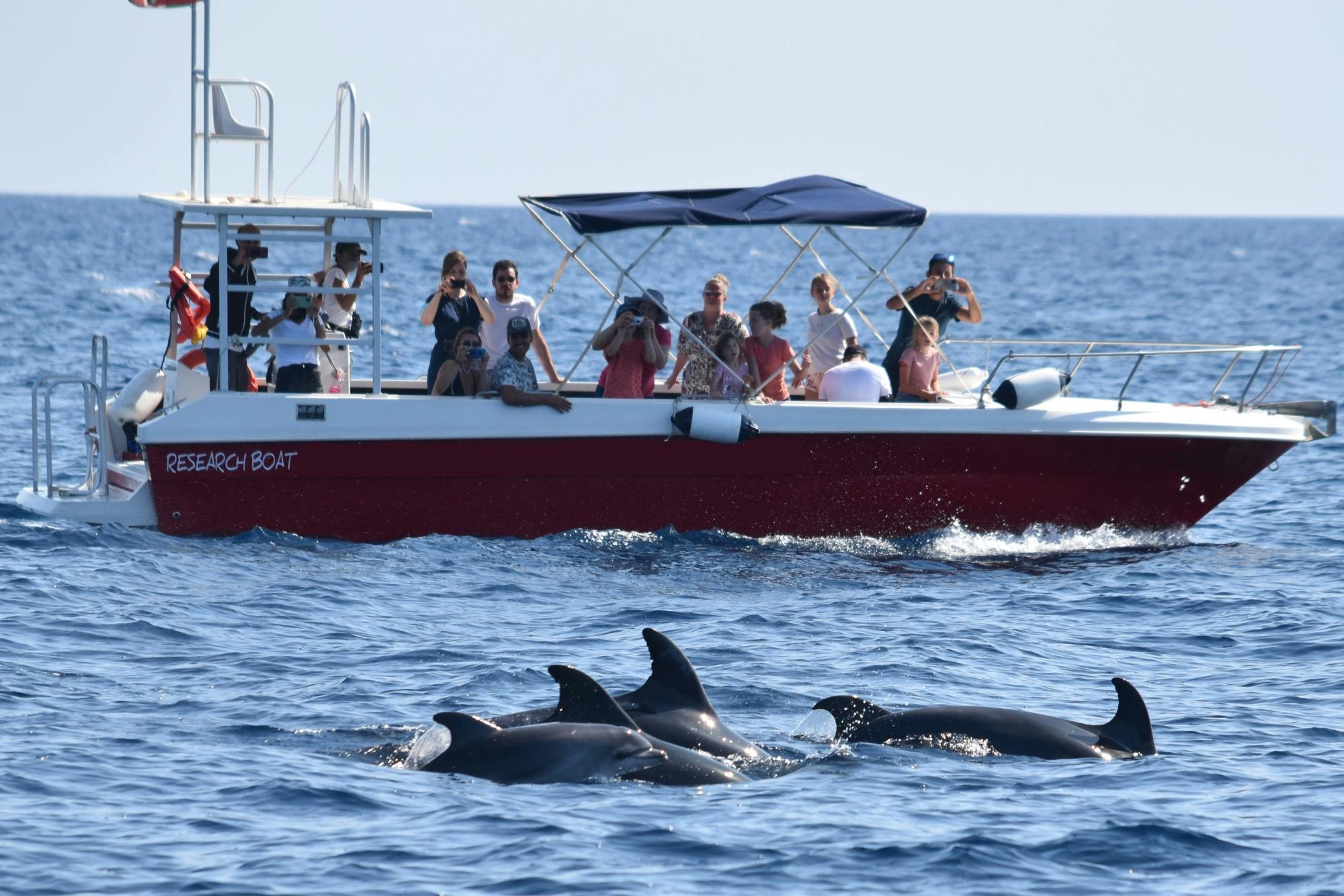 Experiência com golfinhos em Alghero e passeio guiado de mergulho com snorkel