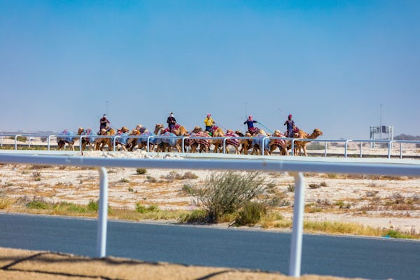 Visite privée du musée Sheikh Faisal et d'Al Shahaniya Camel Track