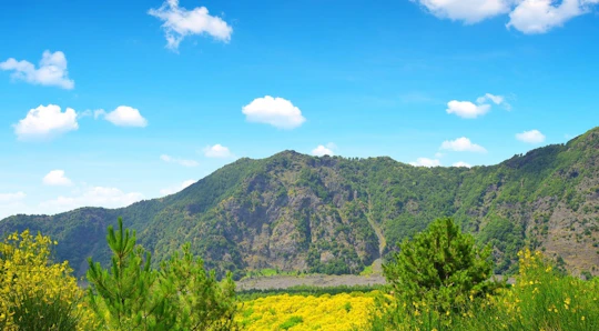 Vesuvius Easy Tour with Transfer from Naples