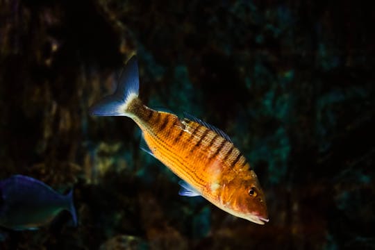 Ocean Aquarium Entrance Ticket