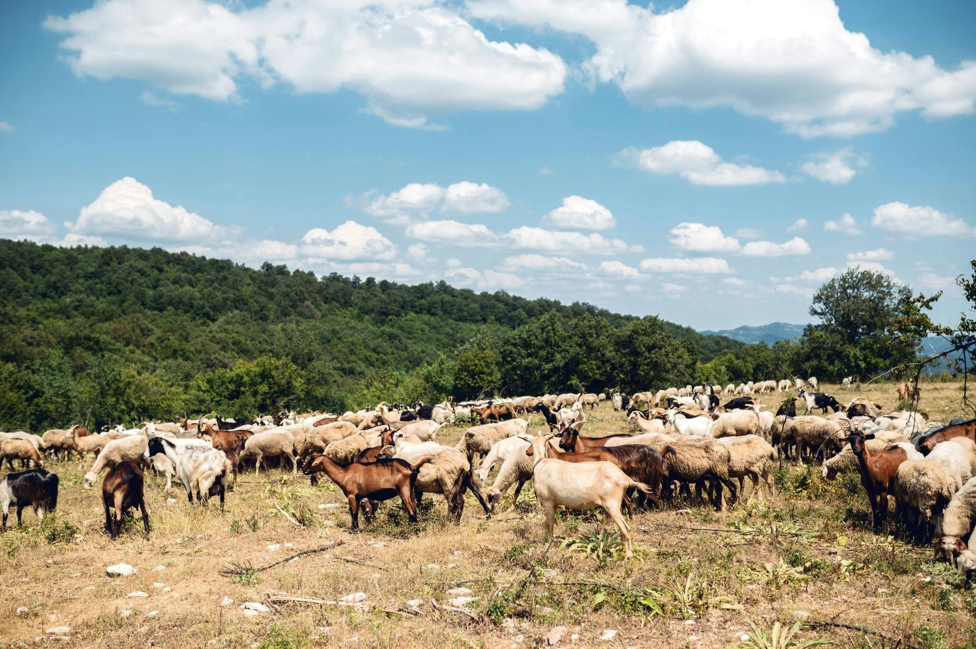 Organic Farm and Wine Tour with Burgas Guided Walk