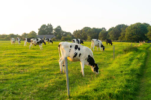 Organic Farm and Wine Tour with Burgas Guided Walk