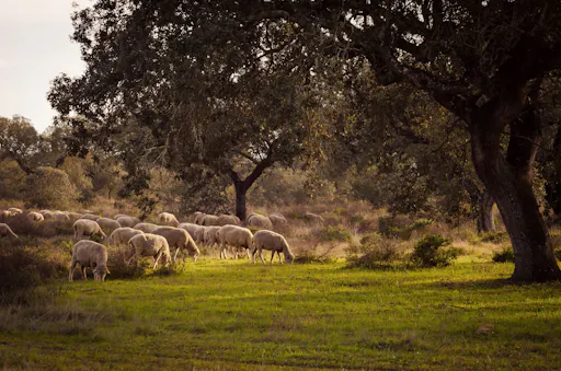 Organic Farm and Wine Tour with Burgas Guided Walk