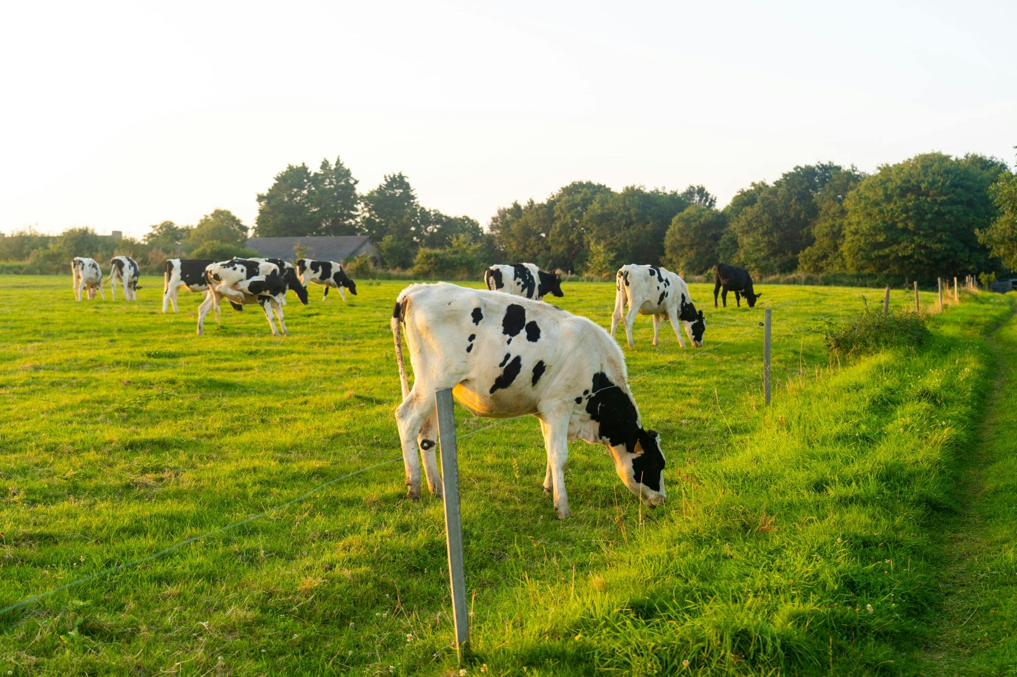 Organic Farm and Wine Tour with Burgas Guided Walk