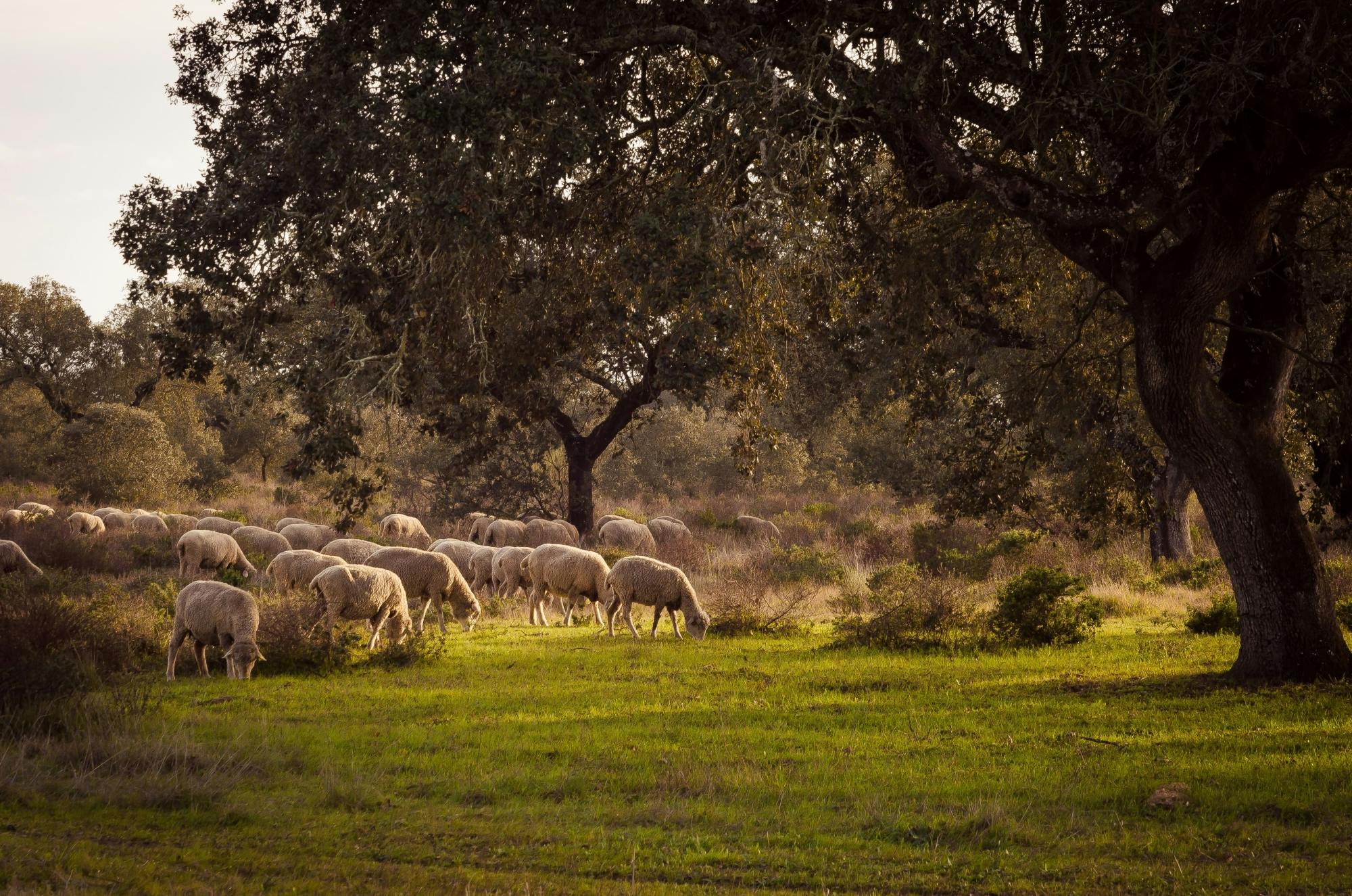 Organic Farm and Wine Tour with Burgas Guided Walk