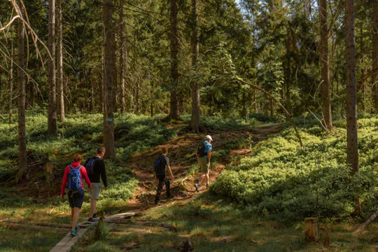 Excursión privada por el bosque salvaje de Oslo