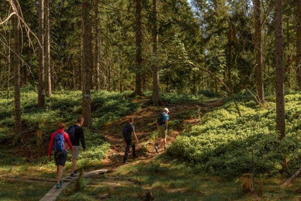 Wycieczka piesza po dzikim lesie w Oslo