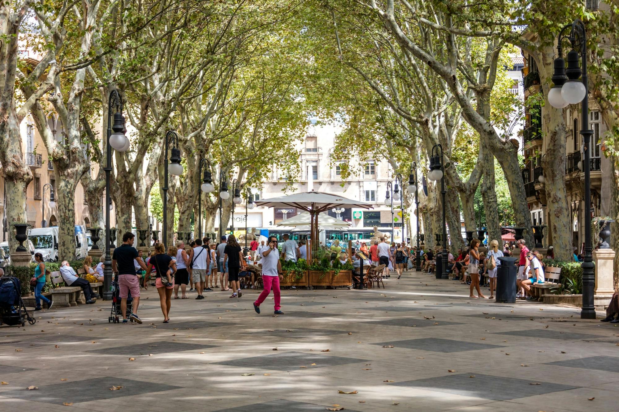 Palma by Night with Optional Guided Tour