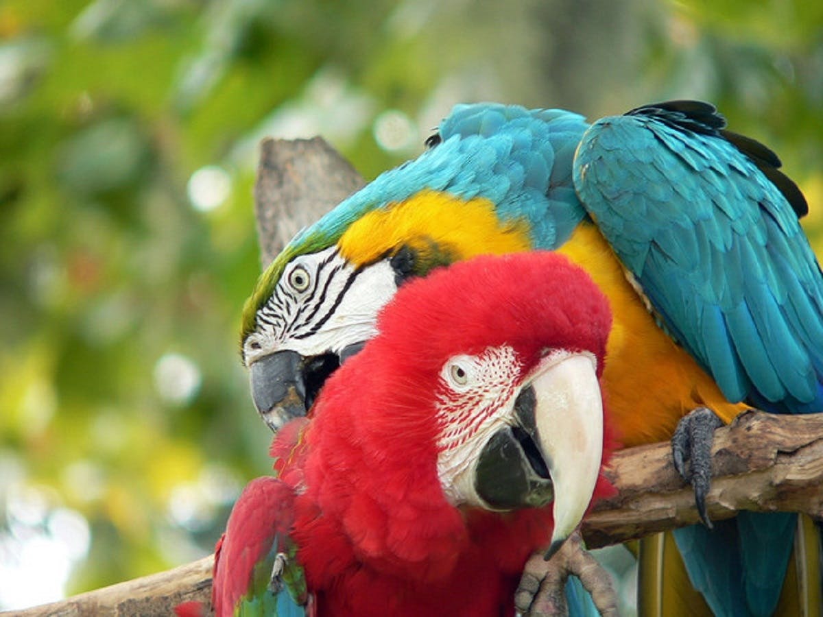 Central Florida Zoo en Botanische Tuinen skip-the-line ticket